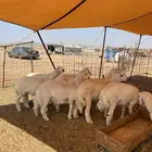 غنم حري   ذبايح توصيل في جده