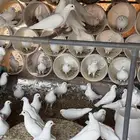 حمام فرنسي لاحم