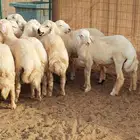 طليان حريه جبره سمان العدد 9