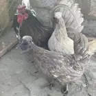 طقم حباحب لون رصاصي مستوى طيب