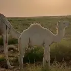حاشي