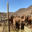 قعدان للبيع