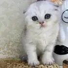كيتن سكوتش فولد كيتن سكوتش فولد قولد بيور