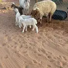 نعيميه وسواكنيه متاومه