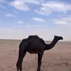 ناقة مجهم