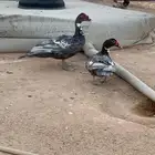 بط بلدي