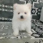 جراوي بومرنيان