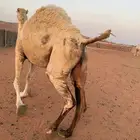 لقحه وضحا وقعود قصب (ارجوا قراءة الإعلان جيدا )