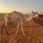 ناقه هجن طيبه للبيع