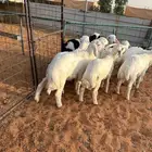ذبايح حريات للبيع طليان
