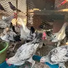 ديوك بلدي فواتح للبيع