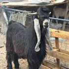 تيس عارضي خصم. تم البيع