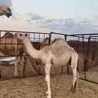 قعود فاخر للبيع