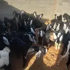 عدد 20 تيوس عوارض