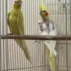 للبيع جوز كروان