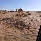 حاشي ابل