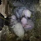 محمية الطيور المغردة