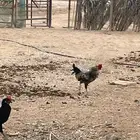 ديوك ديك للبيع