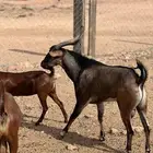 تيس هجين وعل