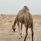 ناقه جنبه