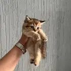 كيتن سكوتش Scottish Golden للبيع بالخبر تم تخفيض الأسعار