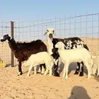 حريات خلفات كفو جروم وشعره طيبه