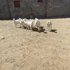 غنم للبيع كفو نظاف