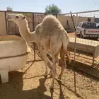 قعود خوار طيب فل شحم للبيع