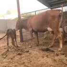 بقره خبشه جذعه بكر اول ولده شي فاخر تحلب 10 لتر