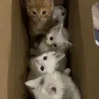 قطط للتبني