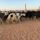 نجد صنف