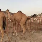 بكار ابل