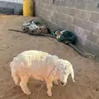 طلي طيب