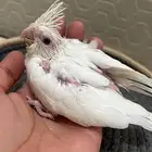 فرخين كروان البينو عيون حمراء