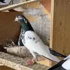 حمام باكستاني
