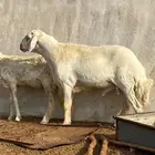 طلي فحل مشروط تم البيع