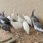 بط مصري و دجاج حبشي للبيع