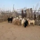 سبع معز للبيع