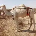 ناقه ظروبه