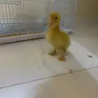 بط التبني