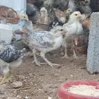 صوص بلدي وفيومي