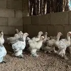 للبيع صوص براهما كولمبي
