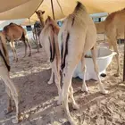 القعدان الأصيلة للي يعرف الجودة