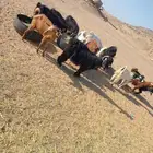 ماعز للبيع بالفحل