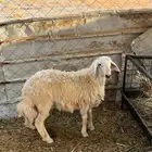طلي سمين (( تم البيع ))