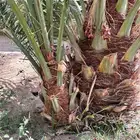 نخل سري ( جثيث وفروخ)