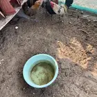 ديكه للبيع بلدي نظيف