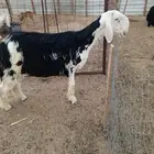 للبيع طلي فحل ماقد هد اقل من الغلاق