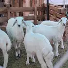 خرفان حري للبيع