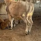 حسلان للبيع